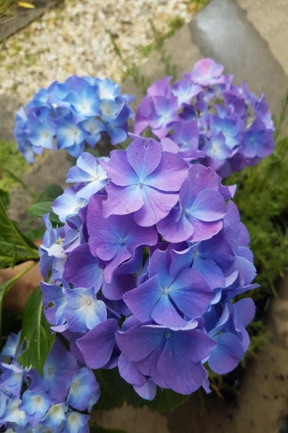  Hydrangea macrophylla Blauer Zwerg